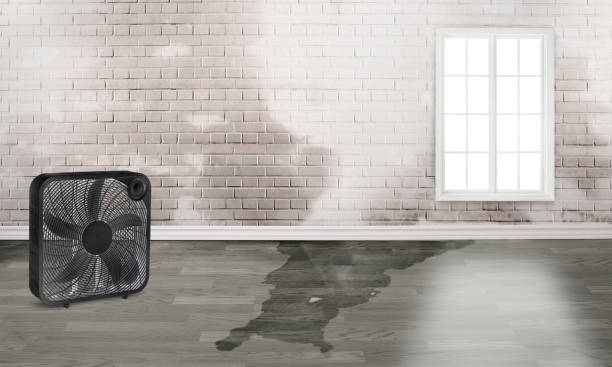 Best Basement water damage restoration  in Kinston, NC